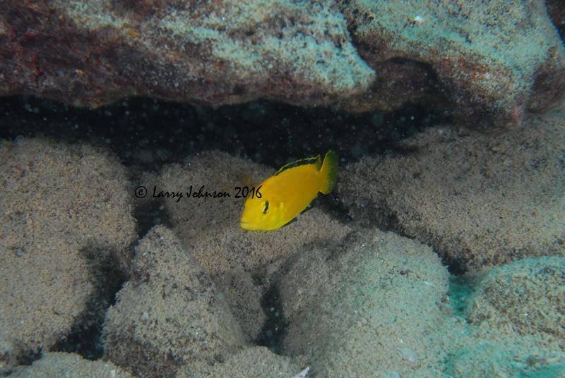 Labidochromis caeruleus 'Mbowe Island'